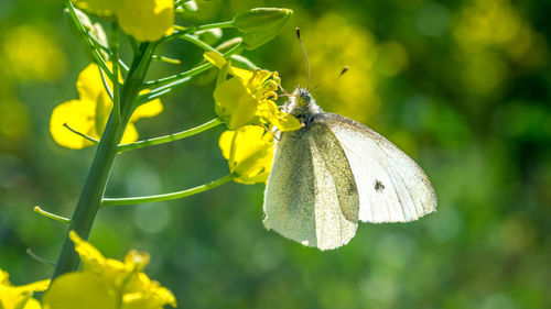 Close-up of insect on yellow flower