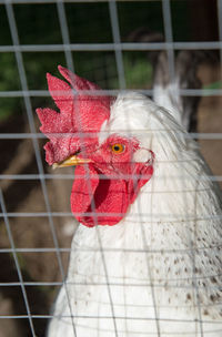 Close-up of rooster in cage