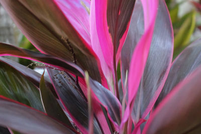 Close-up of pink flower