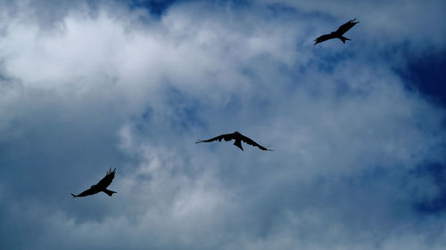 Low angle view of silhouette birds flying in sky