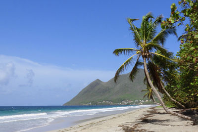 Palm trees on beach against sky