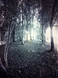 Trees on field