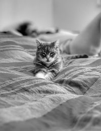 Close-up portrait of kitten relaxing on bed