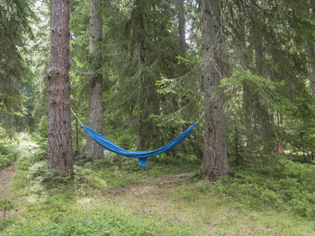 Trees in forest