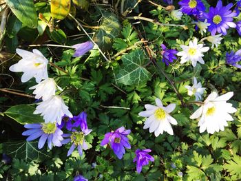 Close-up of flowers blooming outdoors