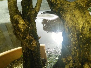 Reflection of trees in lake