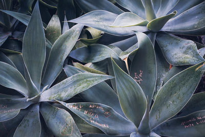 Full frame shot of succulent plant