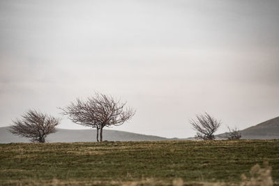 Bare trees on field against sky