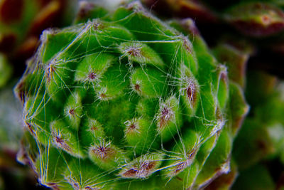 Close-up of cactus plant