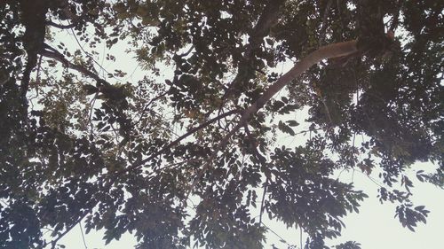 Low angle view of trees against sky