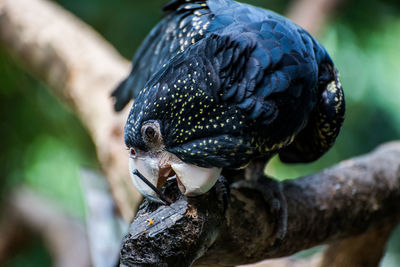 Close-up of bird perching on a branch