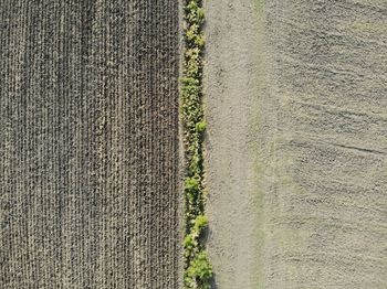 High angle view of plants growing on land