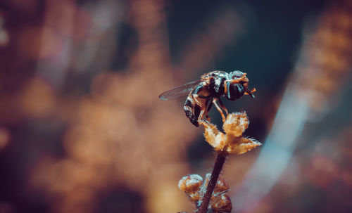 Close-up of fly on plant