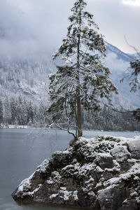 Trees on snow covered land against mountains