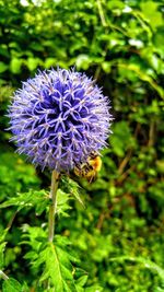 Close-up of insect on flower