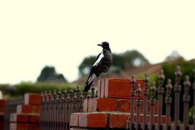 Bird perching on wall against sky
