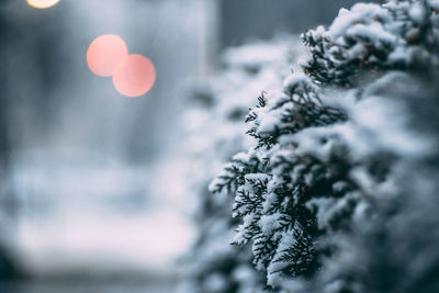 Close-up of snow covered tree