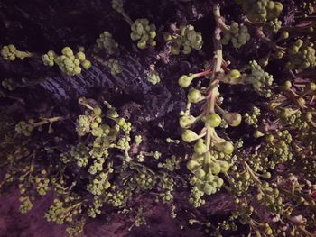 Full frame shot of moss growing on tree trunk