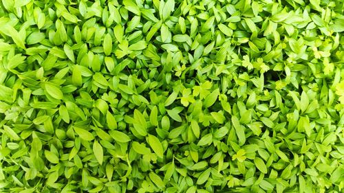 Full frame shot of fresh green plants