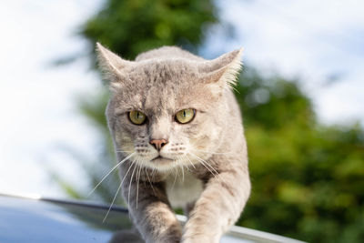 Close-up portrait of a cat