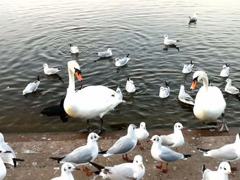 Swans and ducks swimming in lake