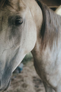 Close-up of a horse