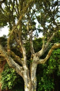 Low angle view of trees