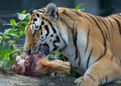 Close-up of tiger eating animal bone