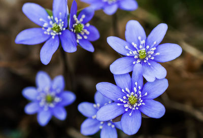 Close-up of purple flowering plant