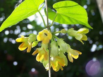 Close-up of yellow flowering plant