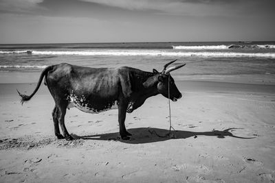 Buffalo standing at beach