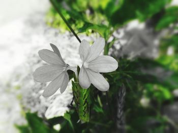 Close-up of white flowering plant