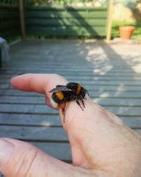 Close-up of insect on hand