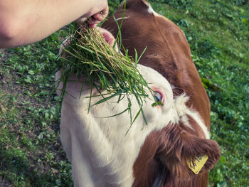 Close-up of hand eating grass