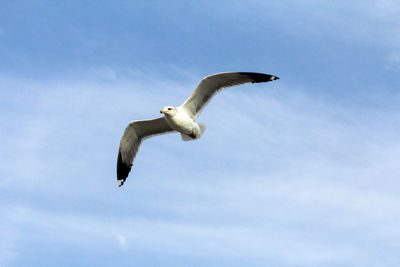 Low angle view of seagull flying