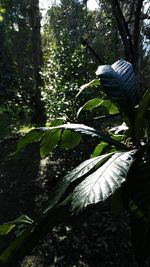 Close-up of tree in forest