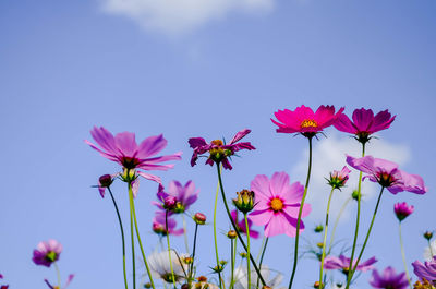 Low angle view of pink cosmos flowers blooming against sky