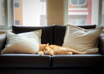 Cat sleeping on sofa at home