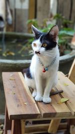 Cat sitting on bench