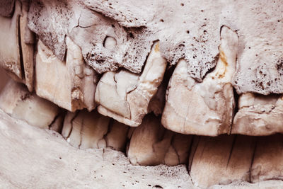 Jaw and teeth