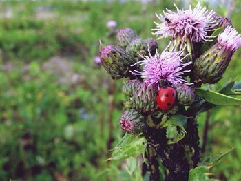 Close-up of insect on thistle