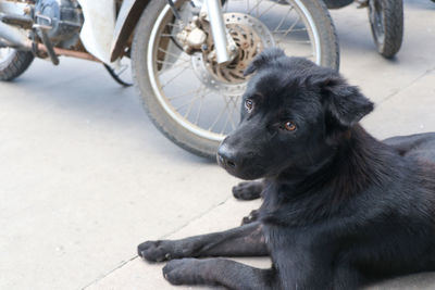 Close-up of dog sitting on footpath