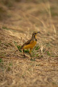 Close-up of bird perching on field