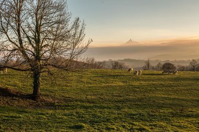 Scenic view of field against sky at sunset