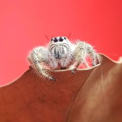 Close-up of hand holding insect against red wall