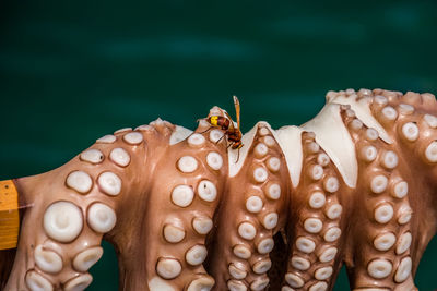 Close-up of insect on octopus