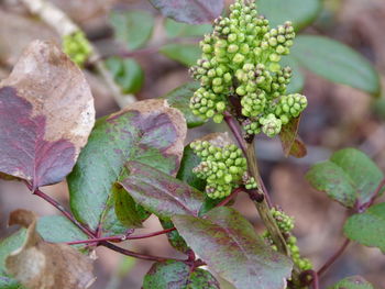 Close-up of flower buds on plant