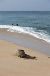 Hawaiian monk seal lounging on a beach on oahu
