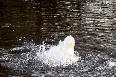 Close-up of swan in water