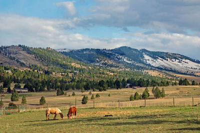 Horses in a field